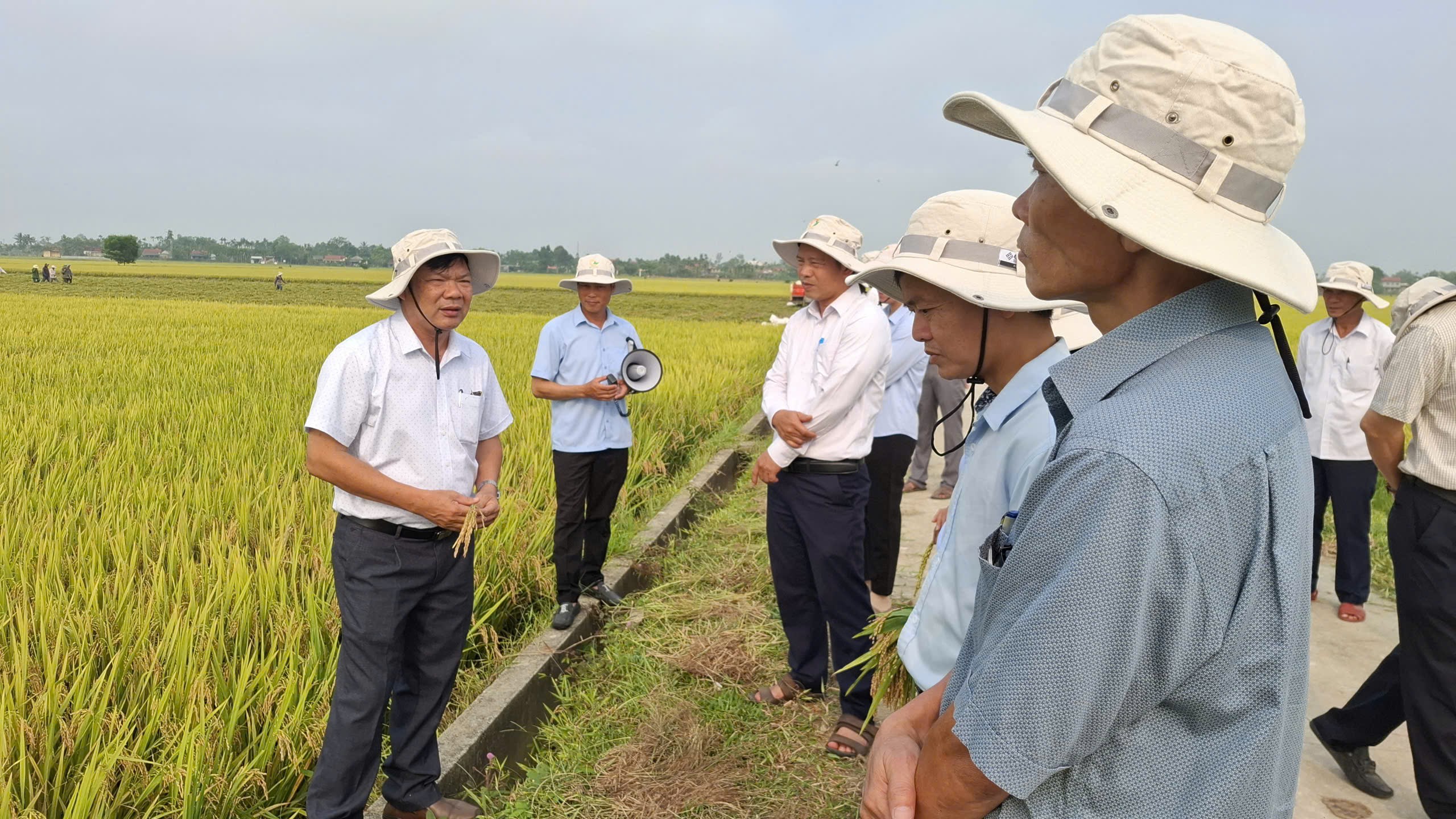 Nhiều giống lúa mới cho năng suất và chất lượng vượt trội