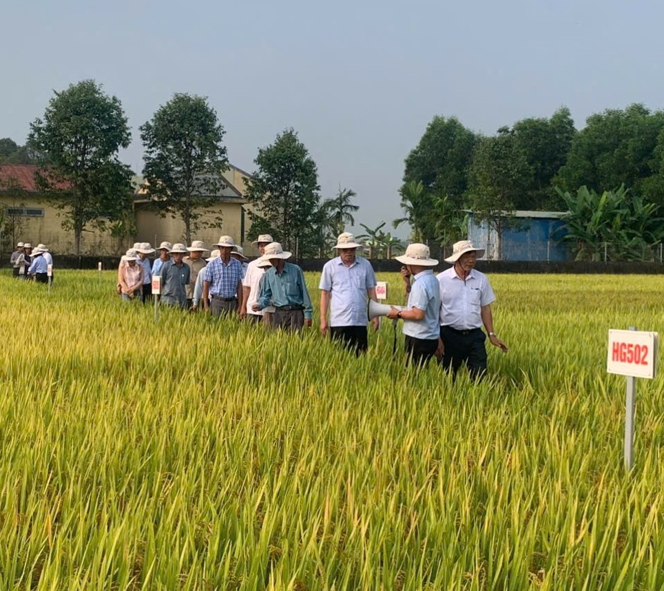 Nhiều giống lúa mới cho năng suất và chất lượng vượt trội