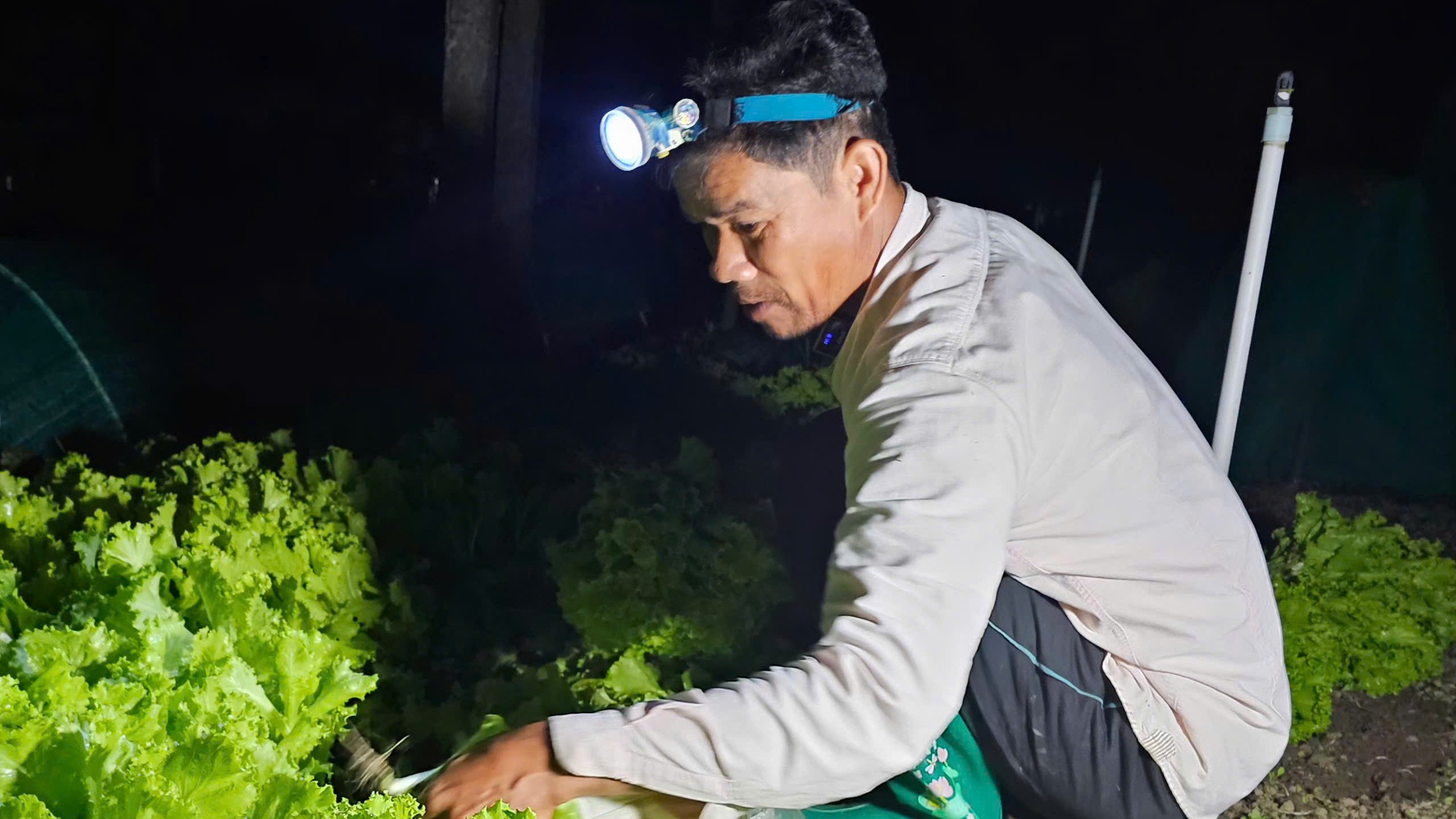Sáng đèn thu hoạch rau đêm