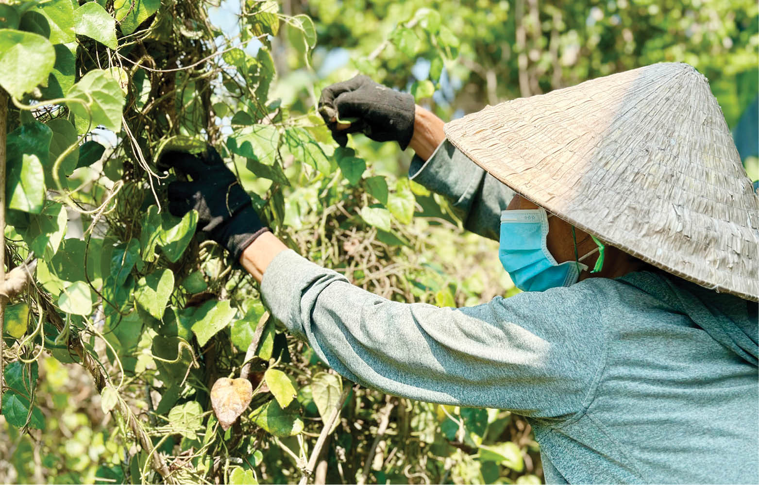 Băng rú hái lá sương sâm