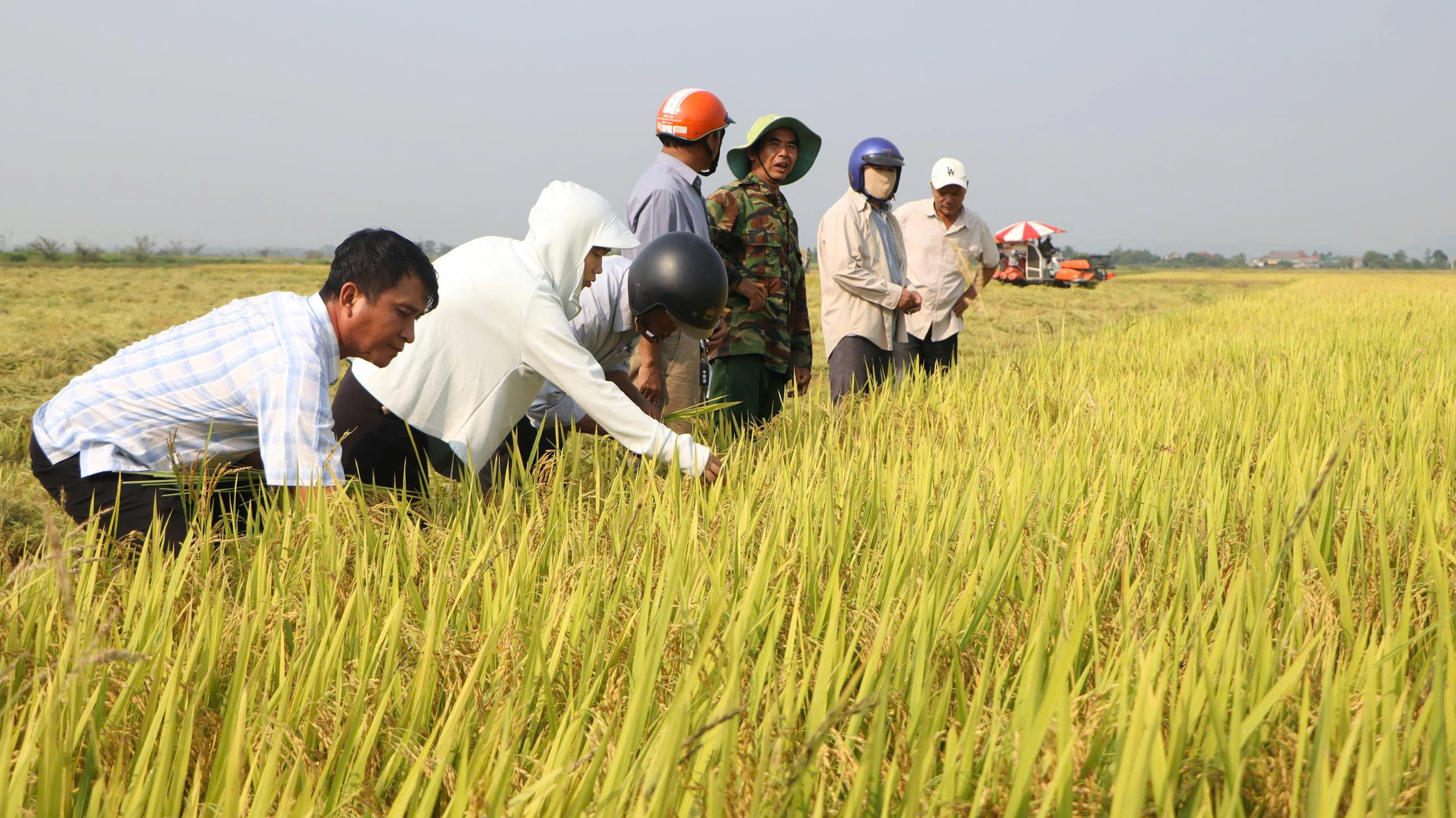 Sản xuất lúa theo hướng phát thải thấp