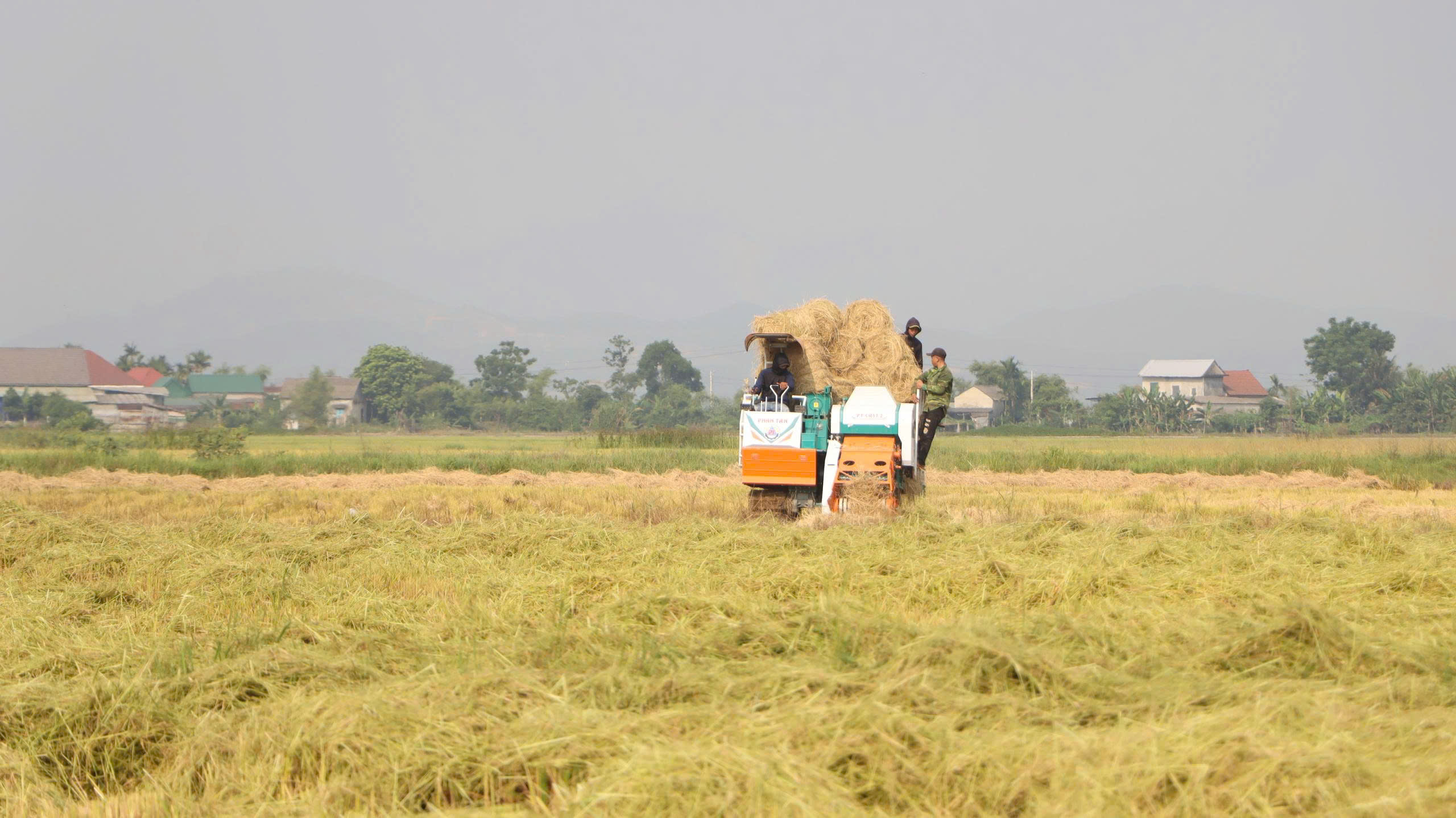 Kiên quyết xử lý tình trạng phơi lúa trên đường, đốt rơm rạ sau thu hoạch
