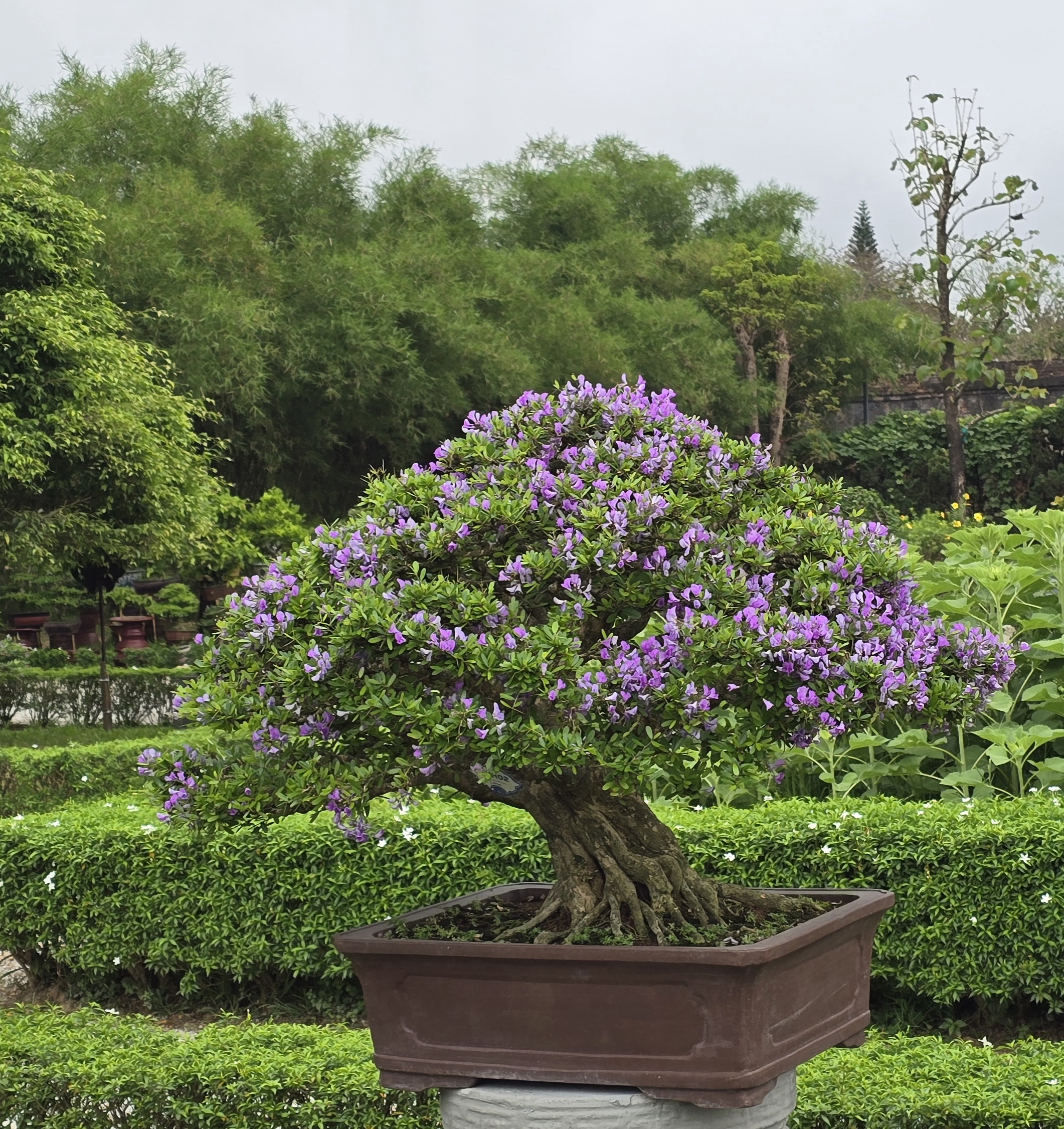 Gần 1 500 tác phẩm sinh vật cảnh hội tụ giữa Hoàng cung Huế