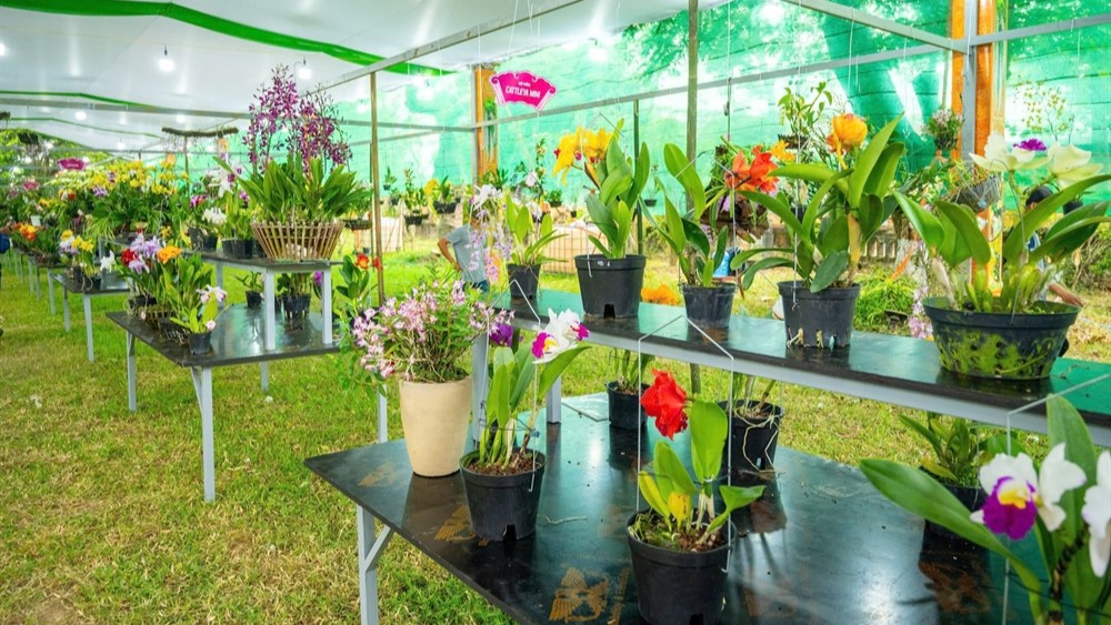 Lan quý hội tụ Hoàng cung