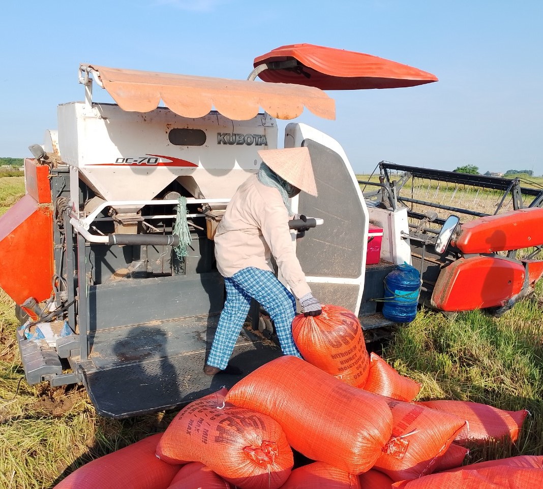 Các giống lúa mới đạt hiệu quả kinh tế cao