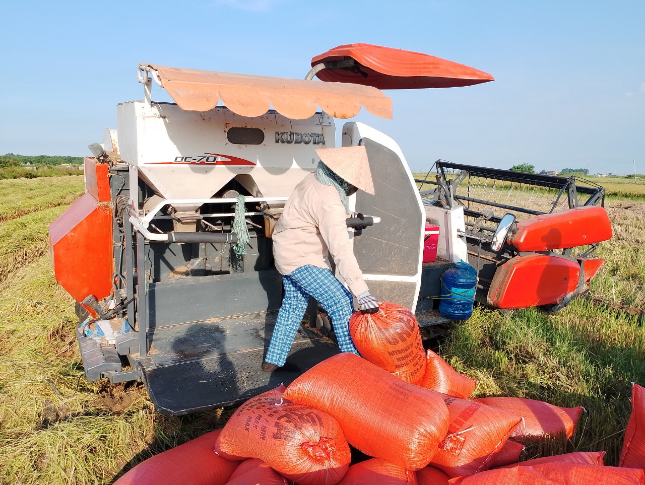 Các giống lúa mới đạt hiệu quả kinh tế cao