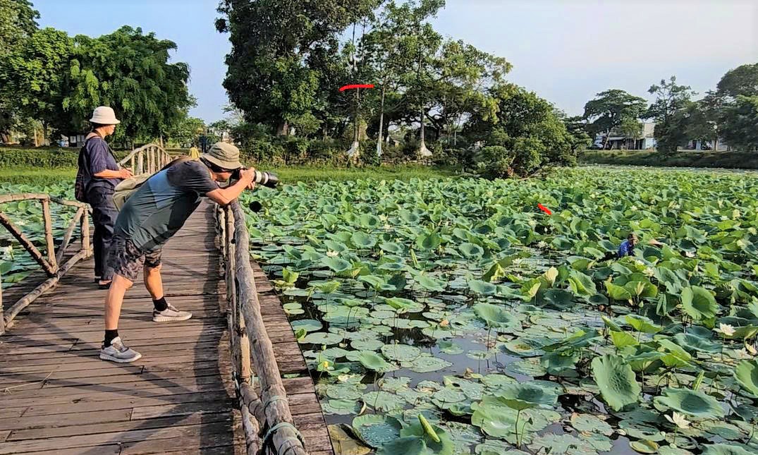 Săn ảnh hoa sen đầu mùa