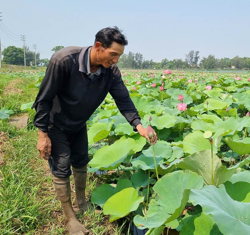 Sống khỏe từ những ruộng sen
