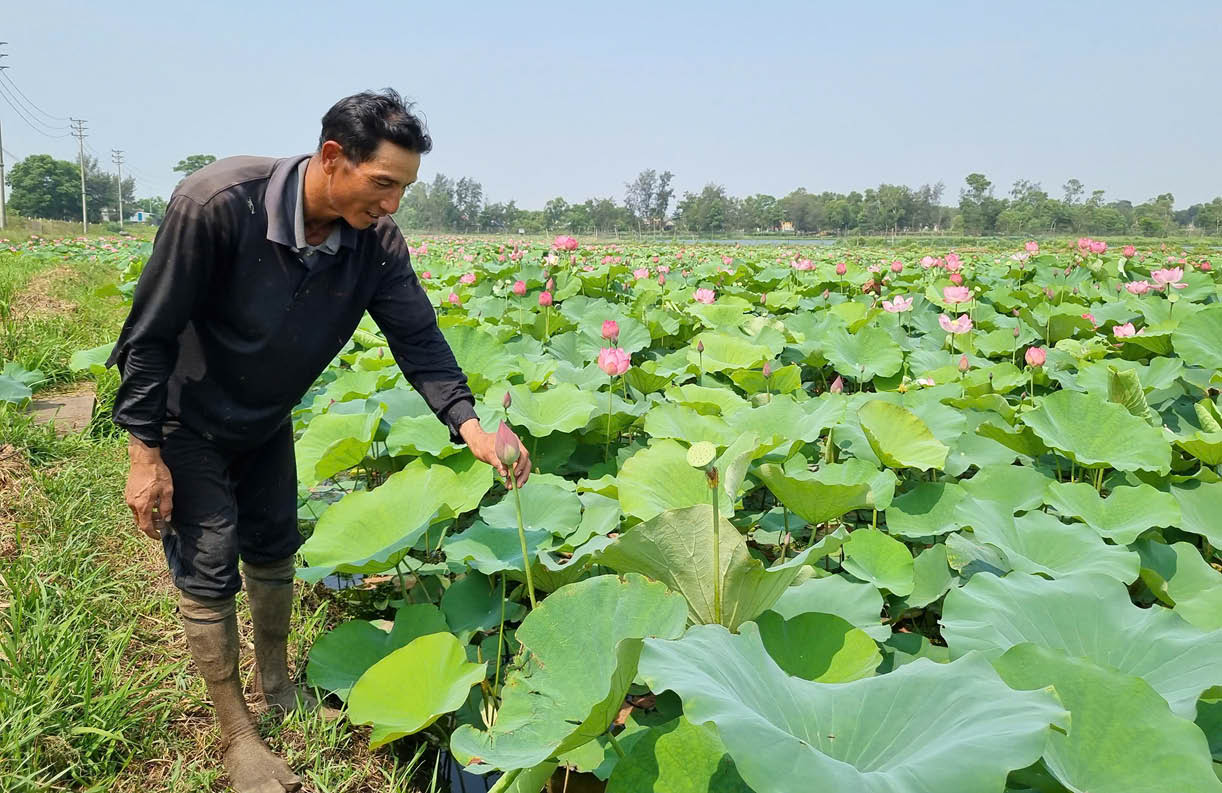 Sống khỏe từ những ruộng sen