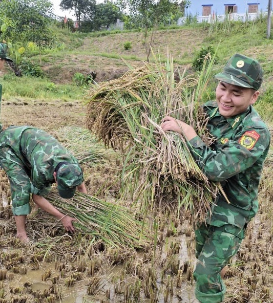 Giúp người dân vùng biên giới thu hoạch lúa