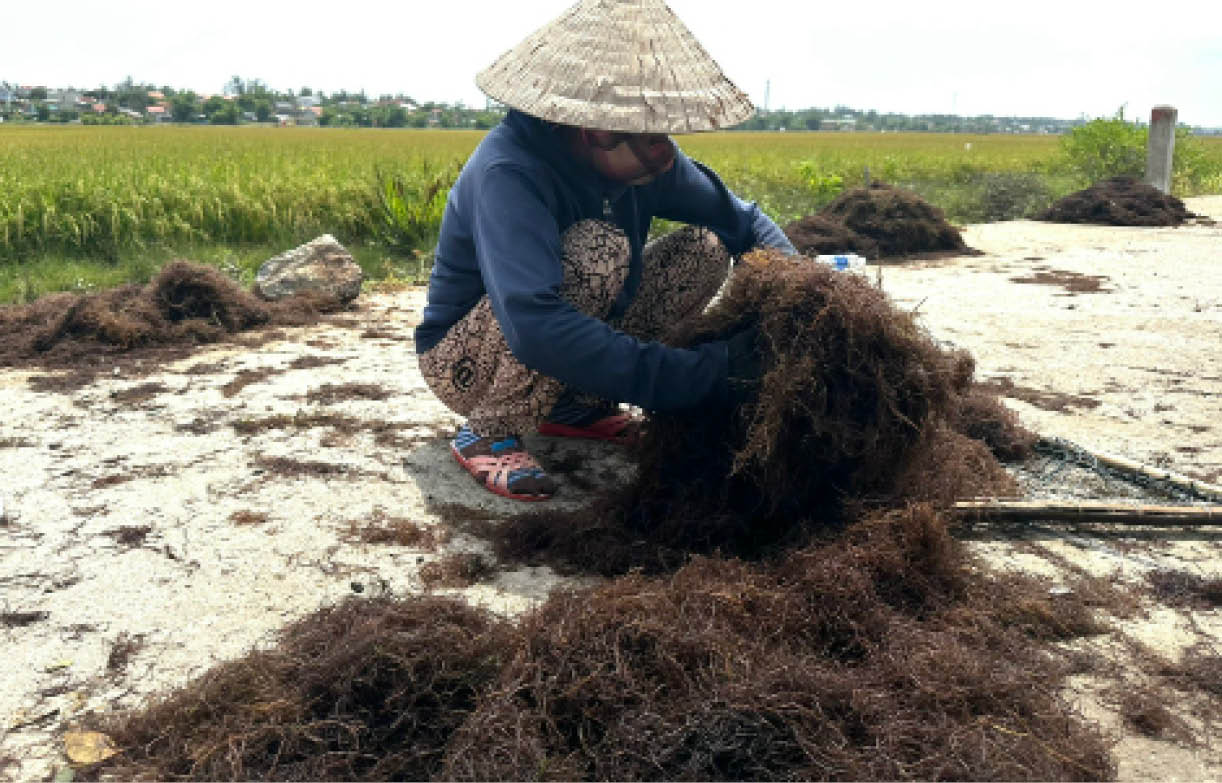 Nhọc nhằn nghề hái rong câu trên đầm phá