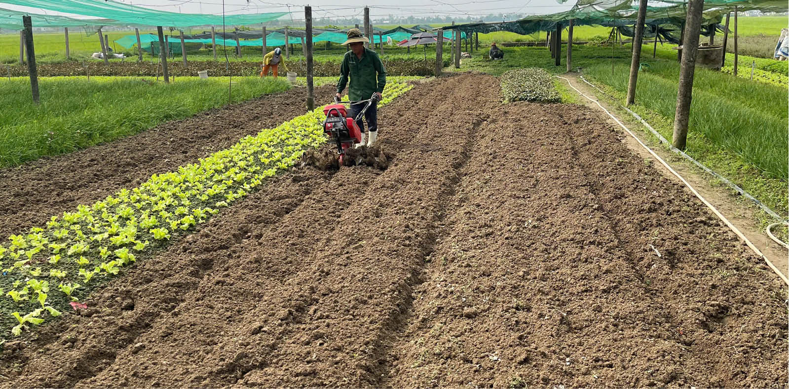 Hội Nông dân với phong trào sản xuất thực phẩm an toàn