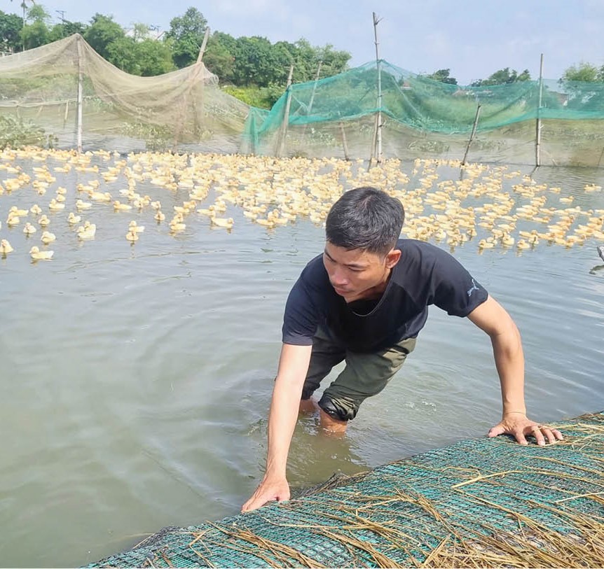Làm giàu từ chăn nuôi
