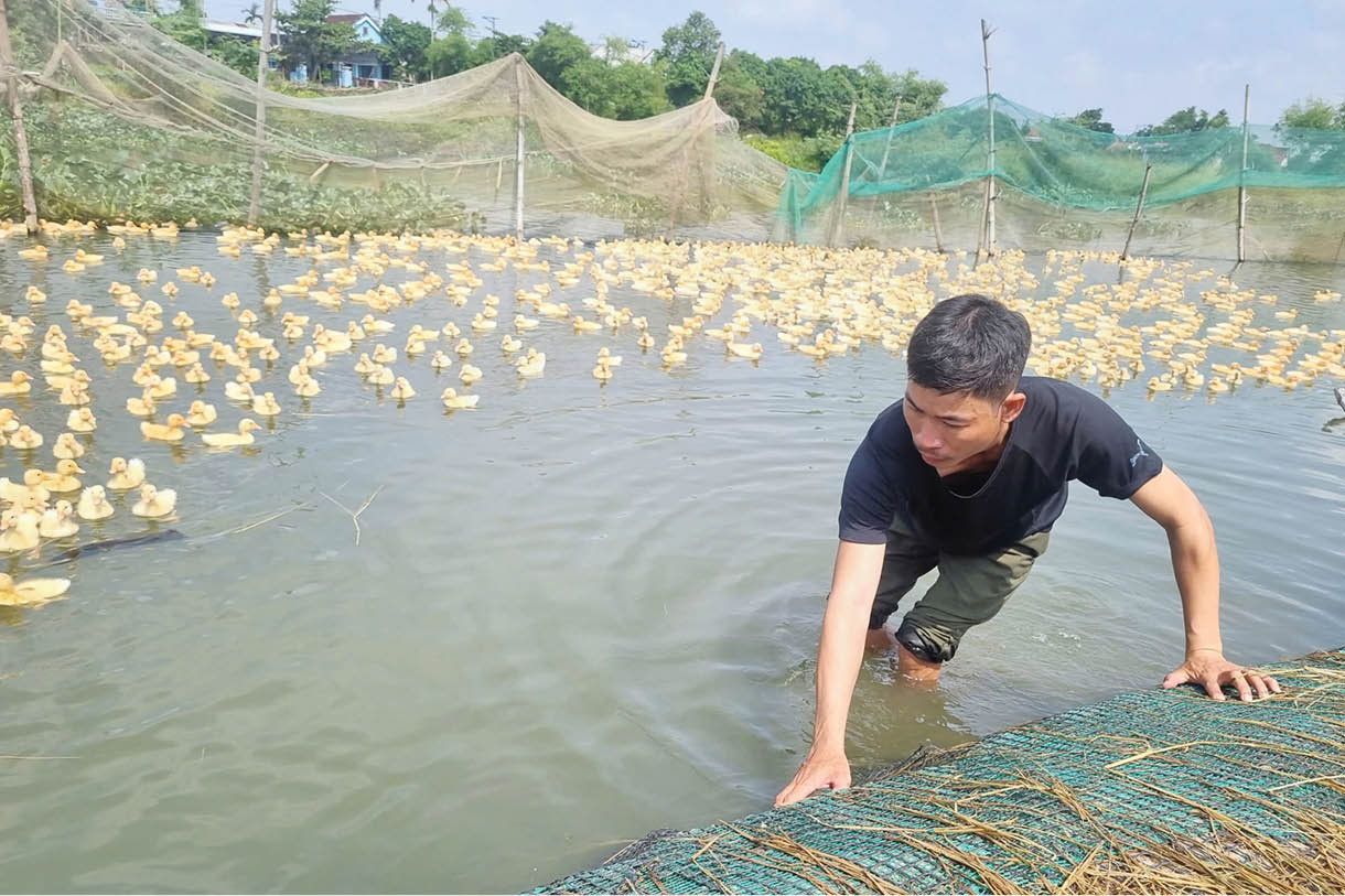 Làm giàu từ chăn nuôi
