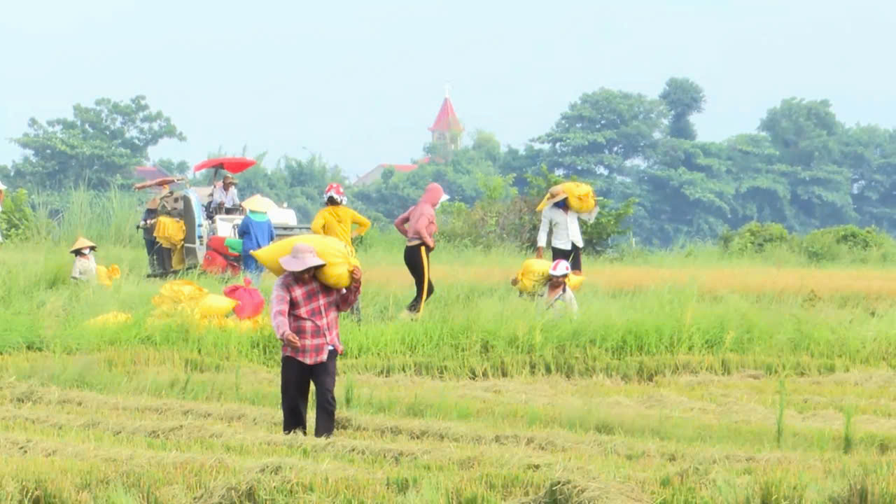 Thương những mùa lúa