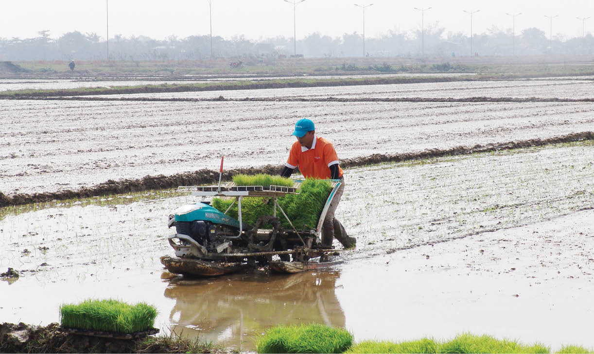 Thu hoạch đến đâu, gieo cấy đến đó