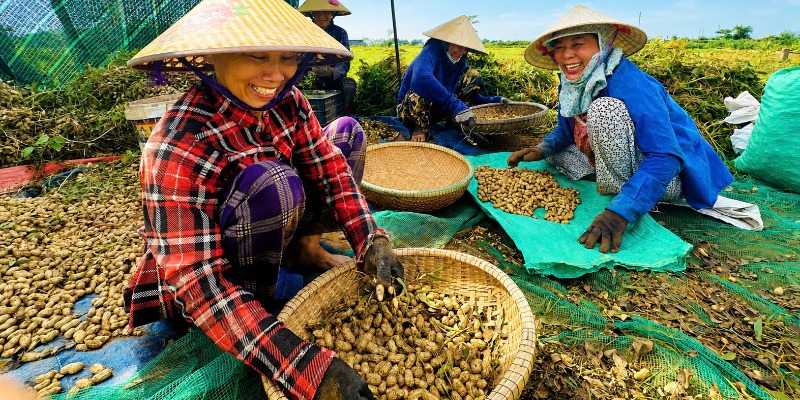 Mùa vàng trên vùng lạc Đan Điền