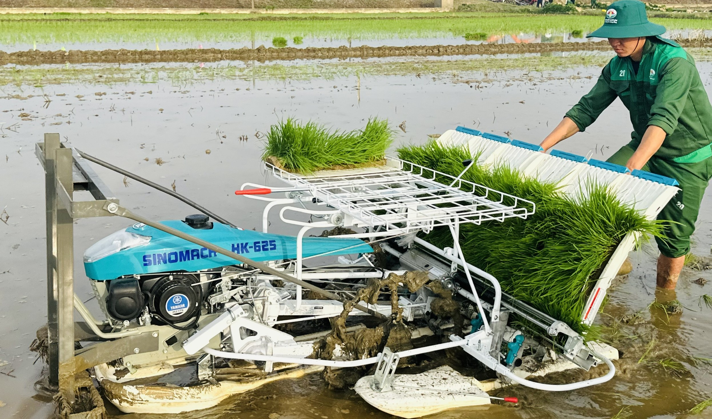 Lúa - vịt hữu cơ Hướng đi mới trên vùng thấp trũng Đan Điền