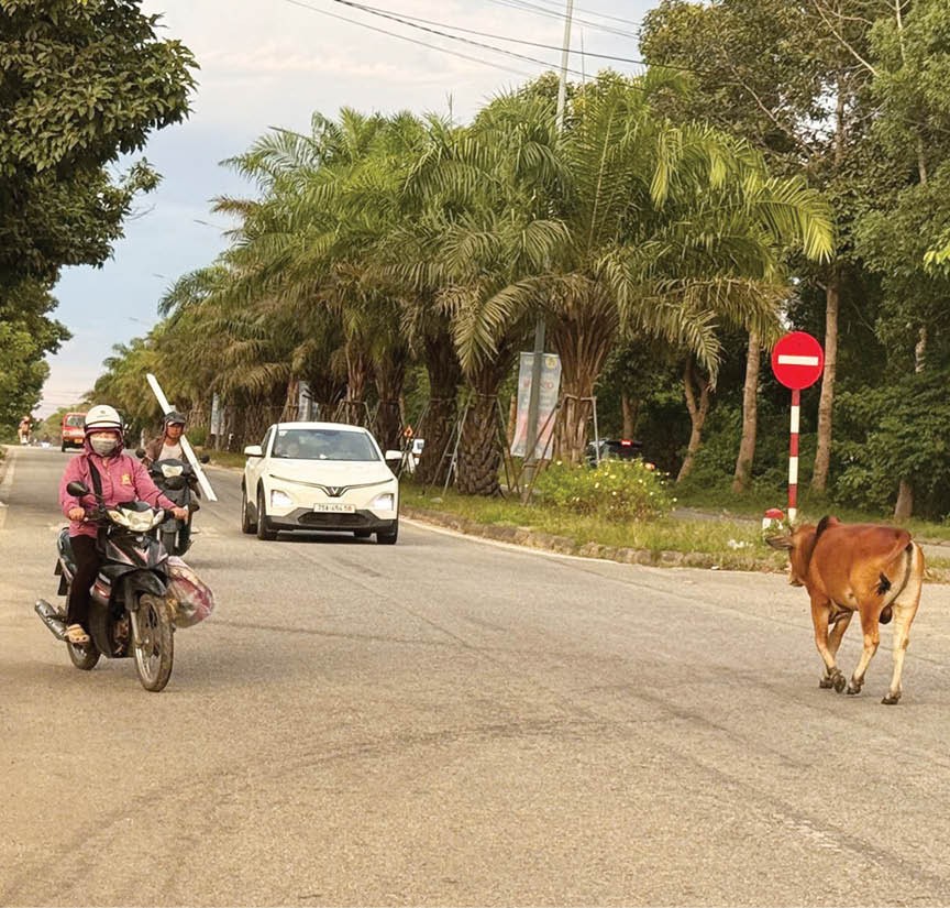 Tăng cường xử lý tình trạng thả rông trâu bò gây mất an toàn giao thông