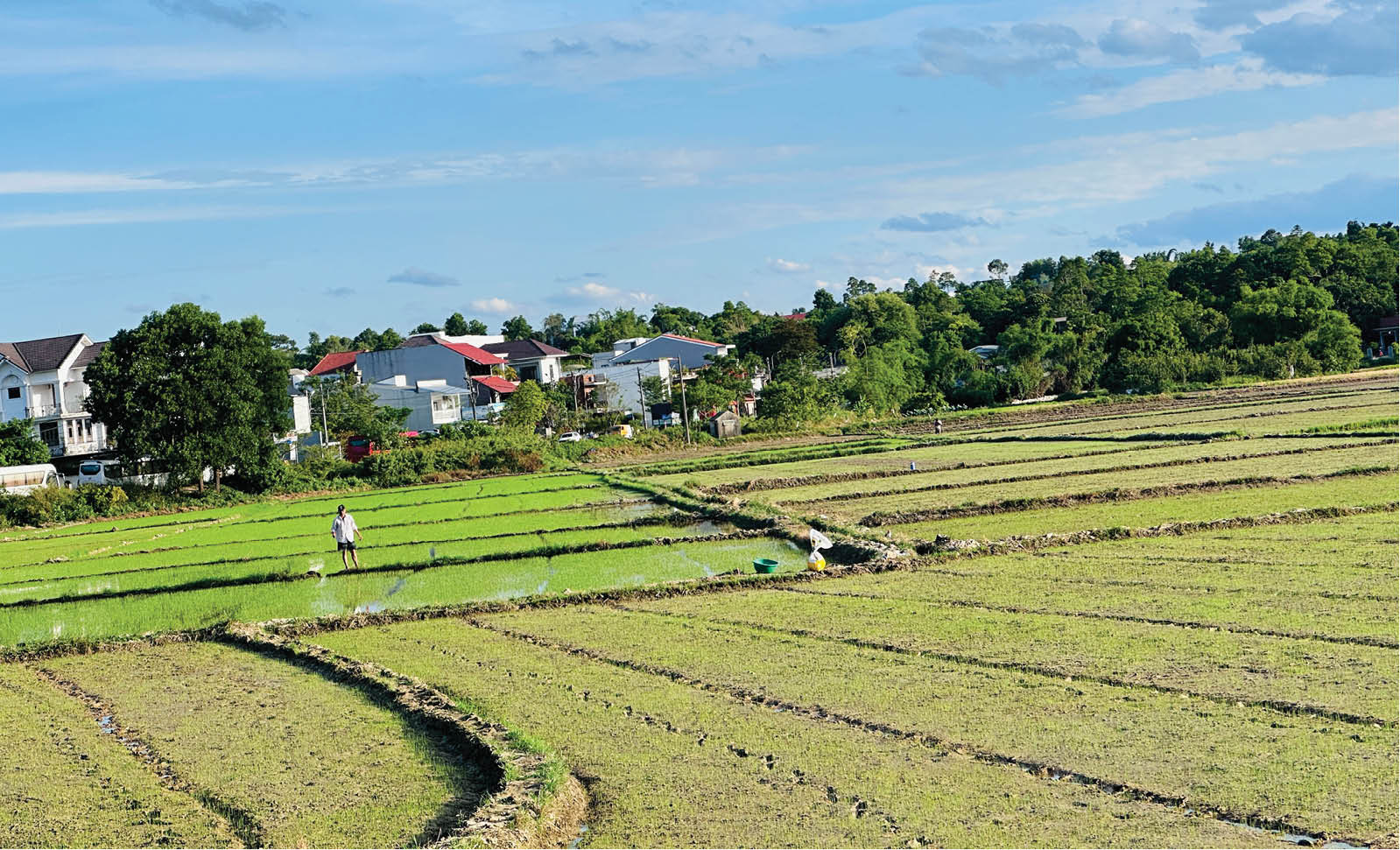 Vụ hè thu 2026 Không chỉ lo thiếu nước
