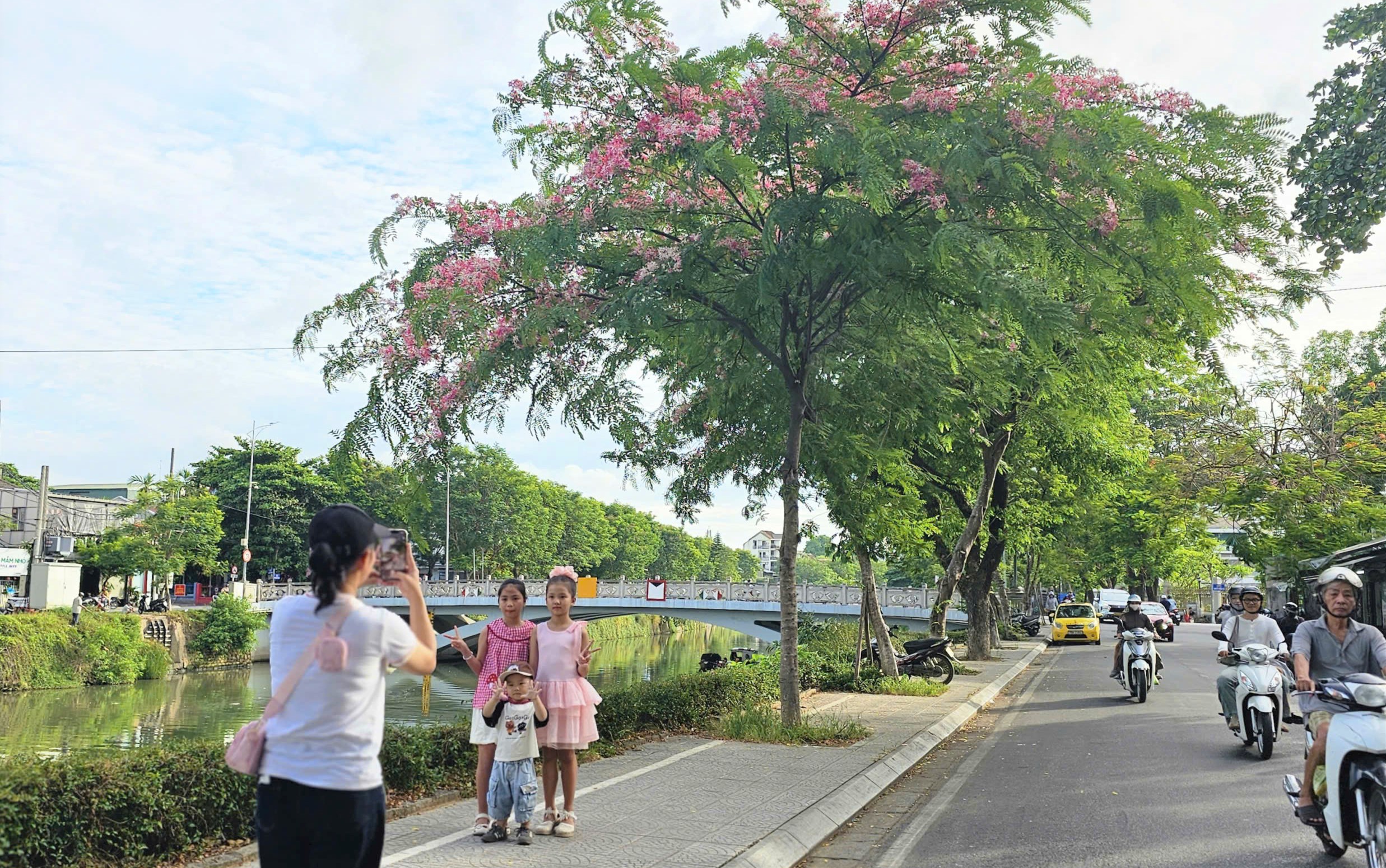 Muồng anh đào điểm sắc sông An Cựu
