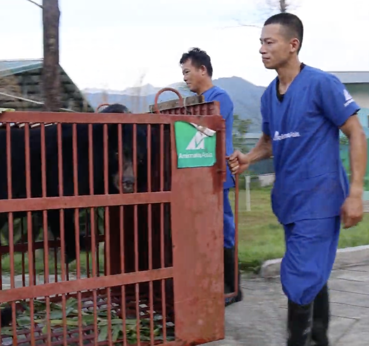 Thêm 3 cá thể gấu được vận chuyển đến Vườn Quốc gia Bạch Mã