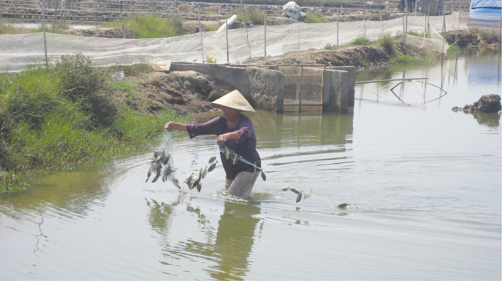 Bản đồ sức khỏe cho đầm phá Tam Giang - Cầu Hai