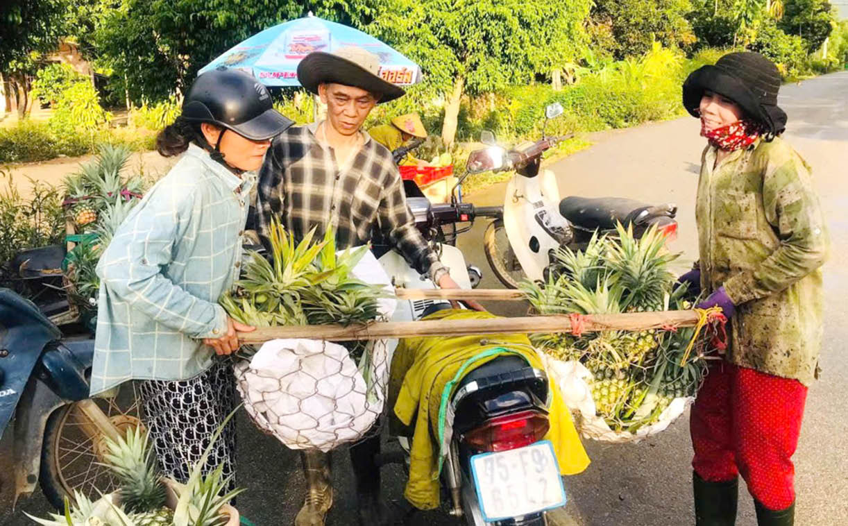 Mùa vàng từ những đồi thơm