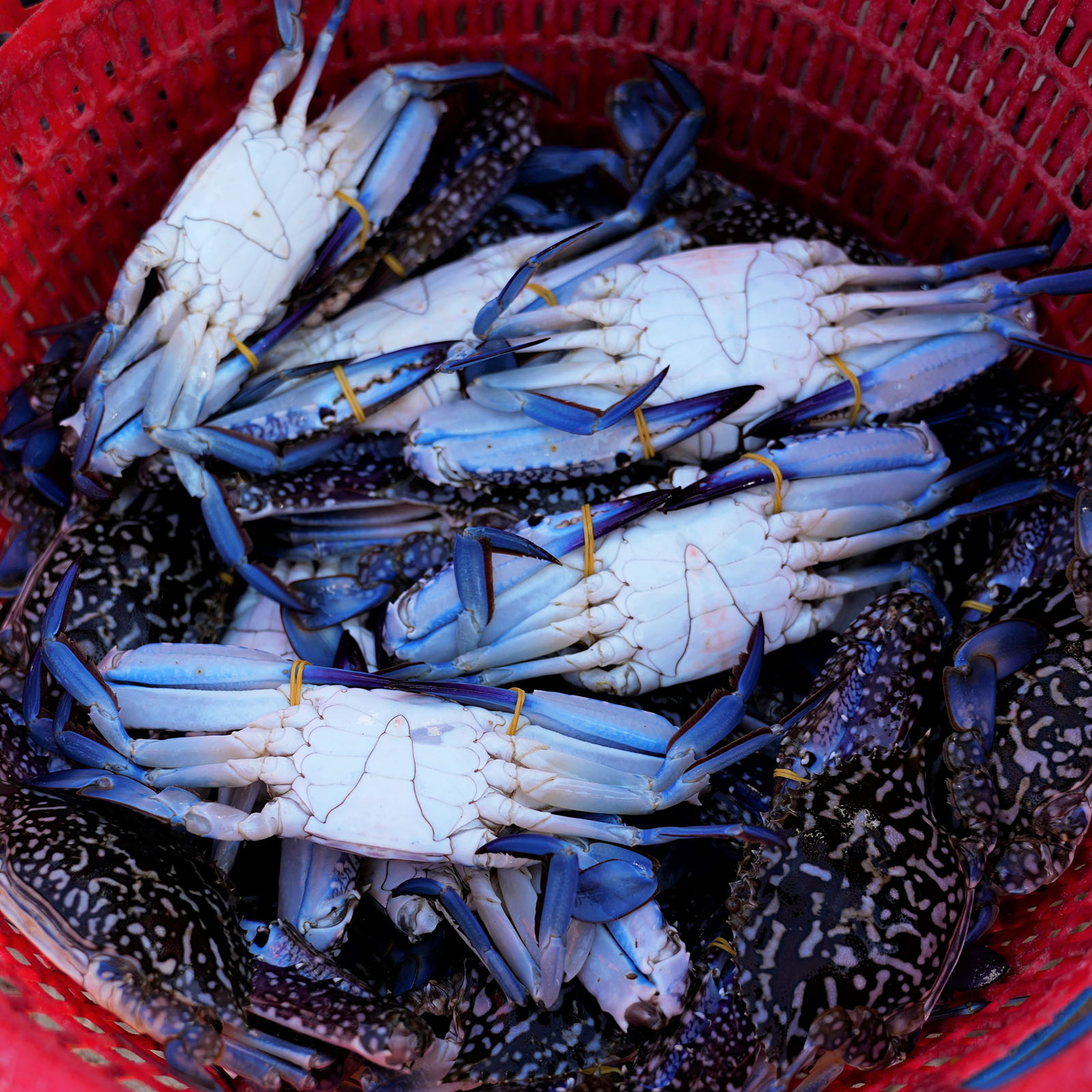 Vinh Thanh vào mùa ghẹ xanh