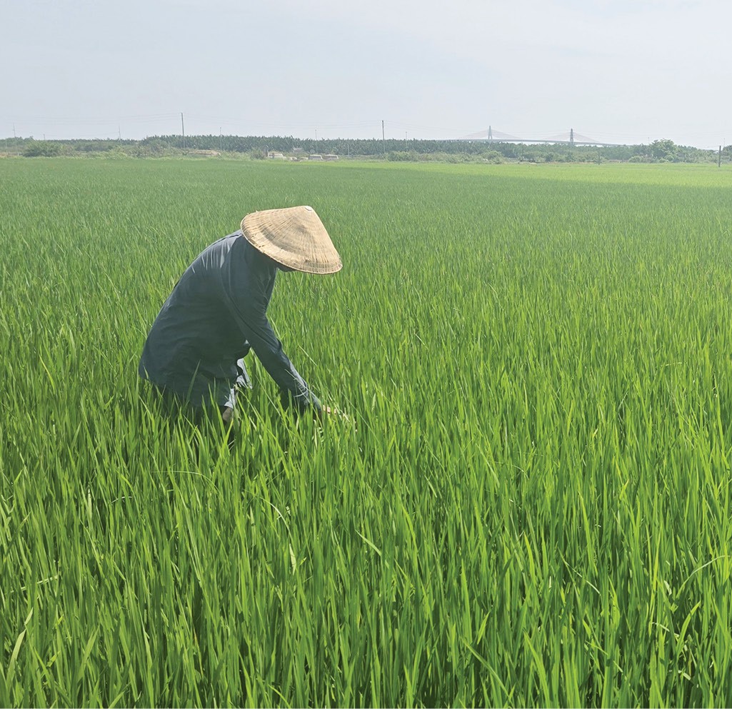 Tích cực phòng ngừa sâu bệnh cho cây lúa