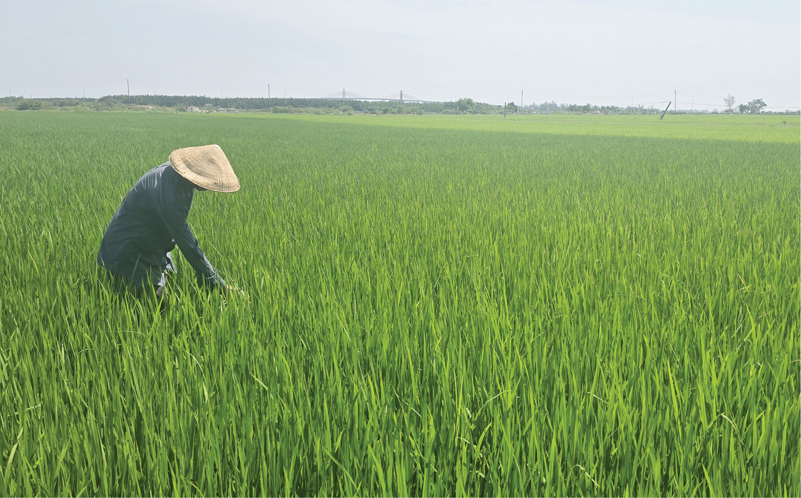 Tích cực phòng ngừa sâu bệnh cho cây lúa