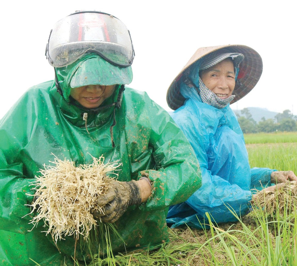 Định vị lại thương hiệu kiệu sẻ Hương Chữ