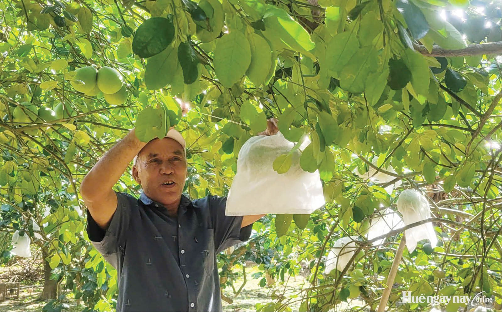 Nỗ lực khôi phục vườn cây đặc sản thanh trà