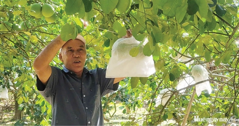 Nỗ lực khôi phục vườn cây đặc sản thanh trà