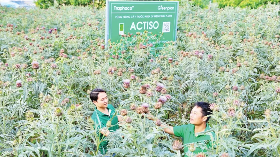 “Đòn bẩy”cho công nghiệp dược liệu