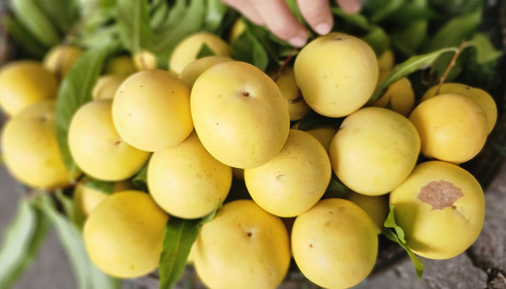 Hương cổ tích giữa lòng phố thị