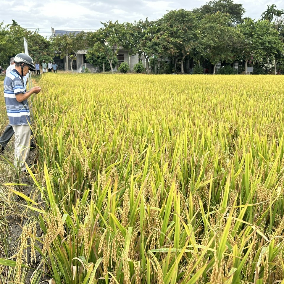 Quảng Điền Giống lúa HG383 mang lại nhiều triển vọng