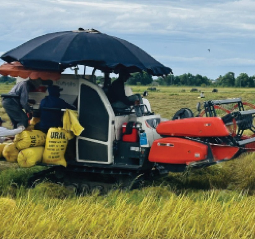 Gặt lúa tránh mưa