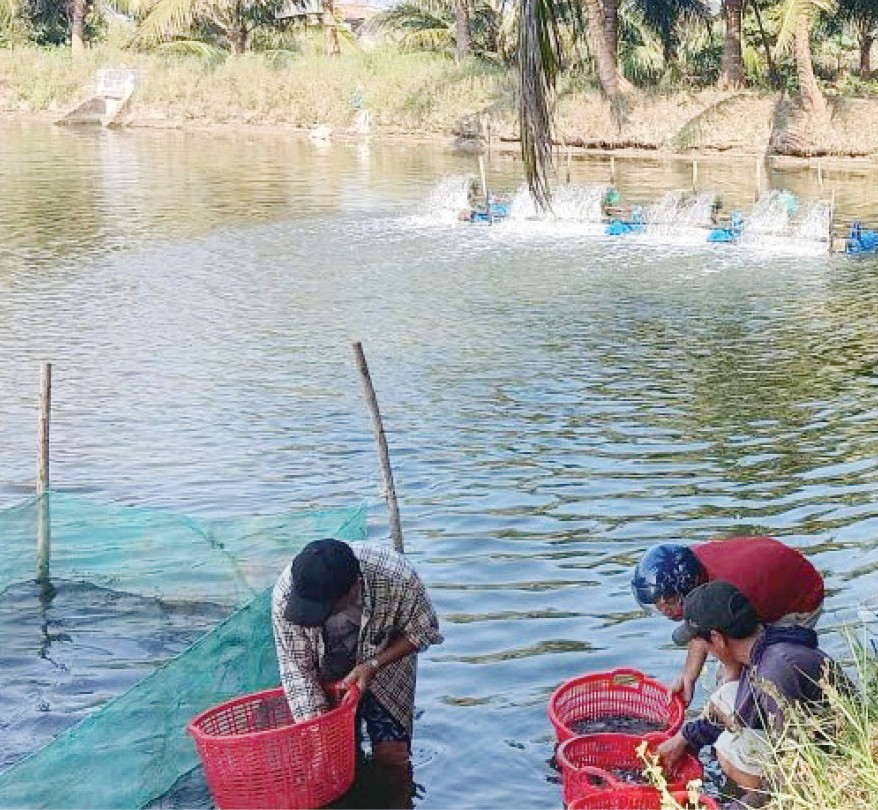 Khuyến nông mở hướng sản xuất hiệu quả