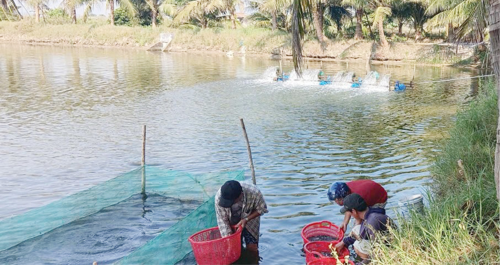 Khuyến nông mở hướng sản xuất hiệu quả