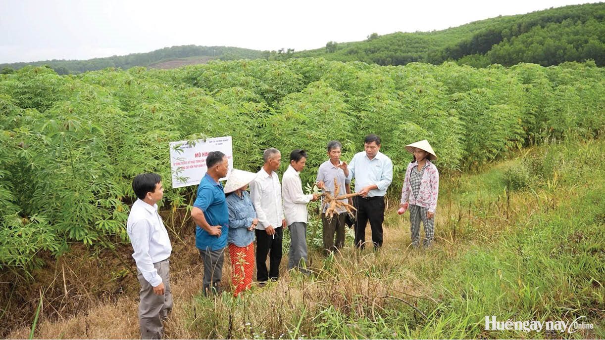 Hướng đi bền vững cho vùng nguyên liệu sắn