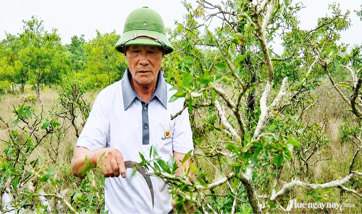 Ông Don tràm gió