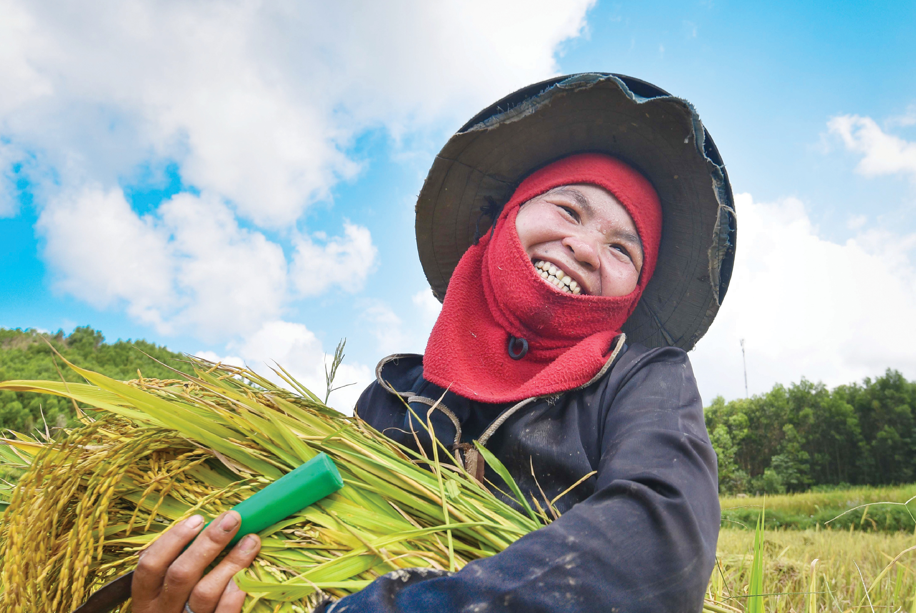 Cùng dân gặt lúa, đón mùa bội thu