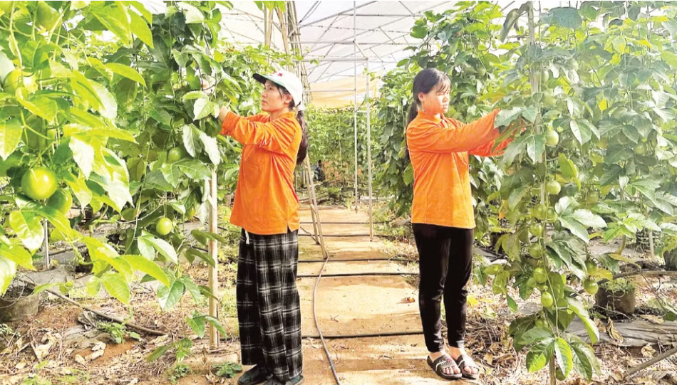 Cần giải pháp đồng bộ phát triển thuốc bảo vệ thực vật sinh học