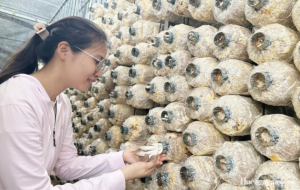 Biến mùn cưa keo tràm thành nấm sạch