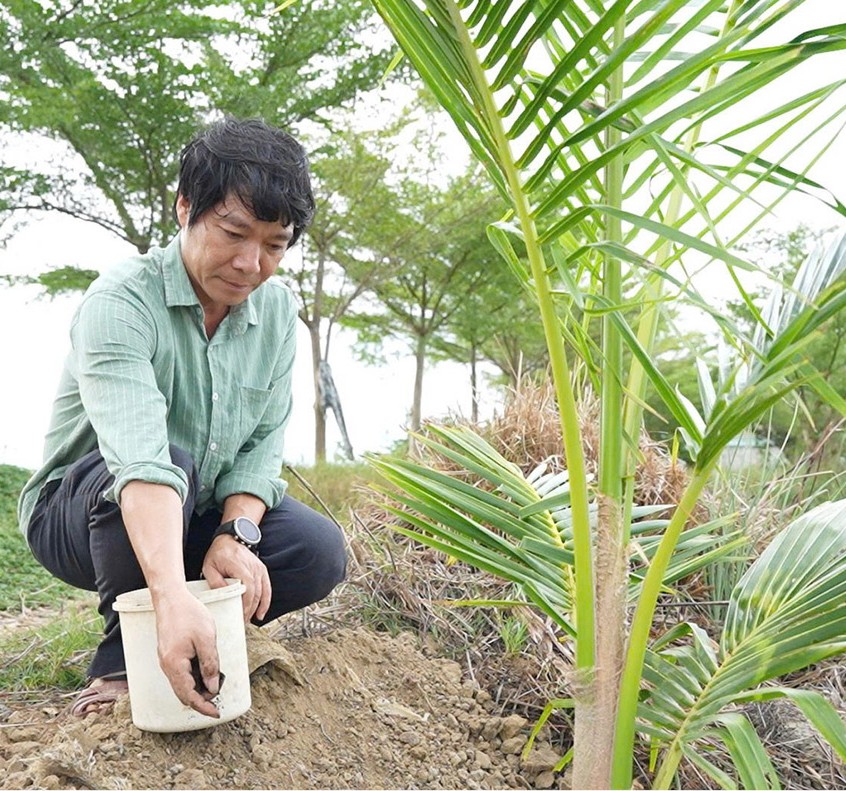 Triển vọng từ mô hình trồng dừa xiêm vùng ven đầm phá