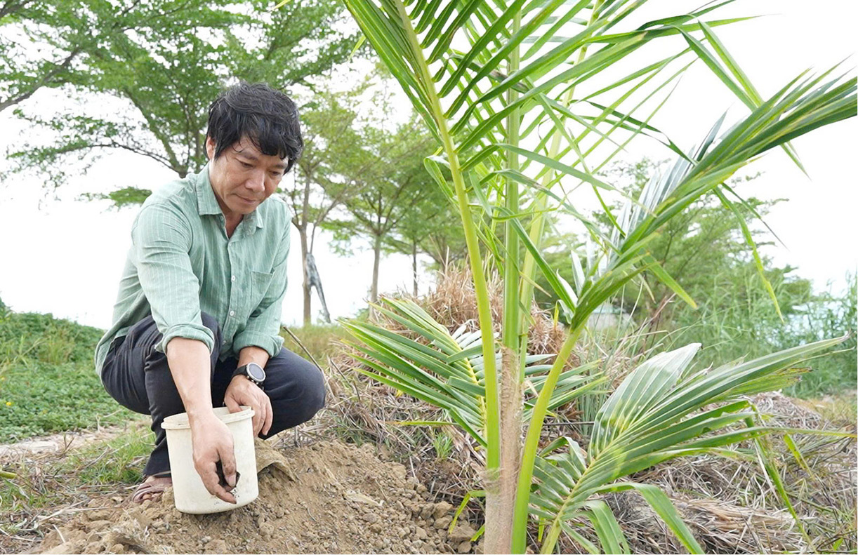 Triển vọng từ mô hình trồng dừa xiêm vùng ven đầm phá