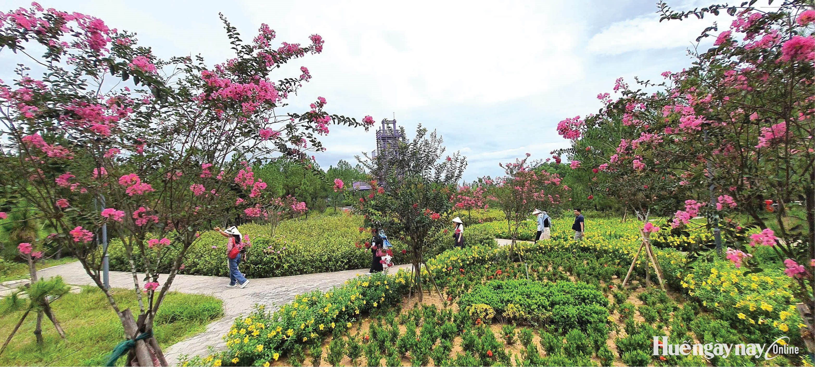 Hoa tử vi trên Cao Đỉnh
