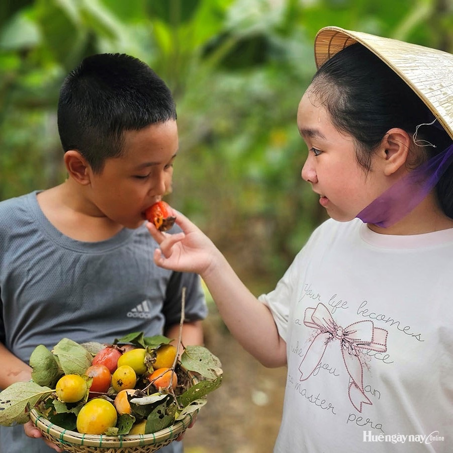 Ngọt ngào mùa hồng Huế