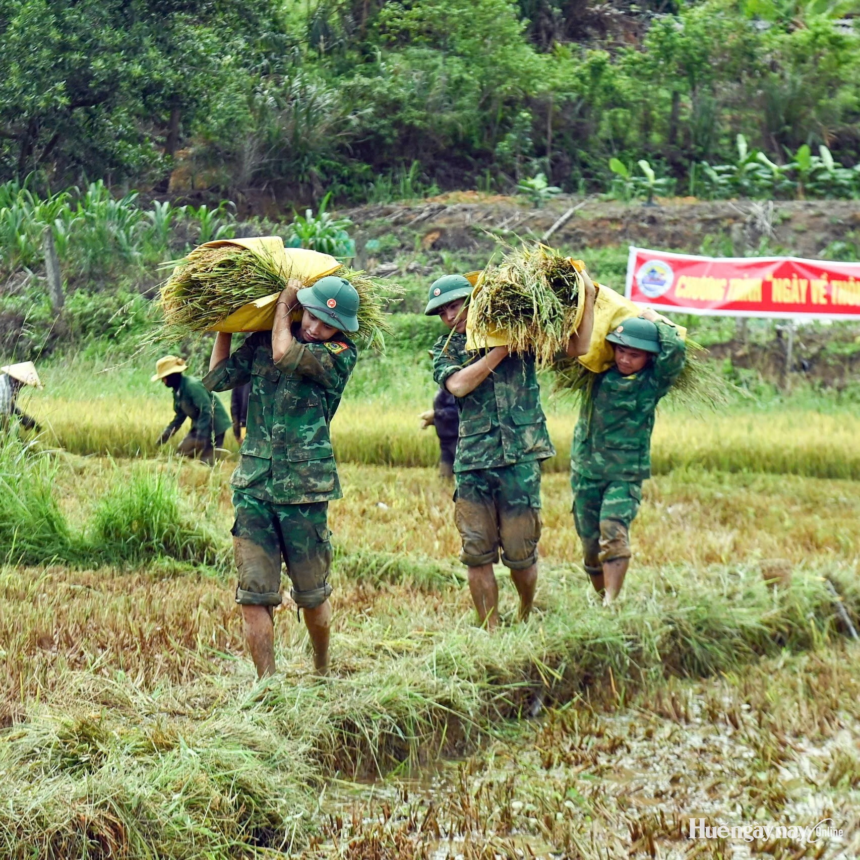“Ngày về thôn bản” giúp dân thu hoạch lúa ở Cưr Xo